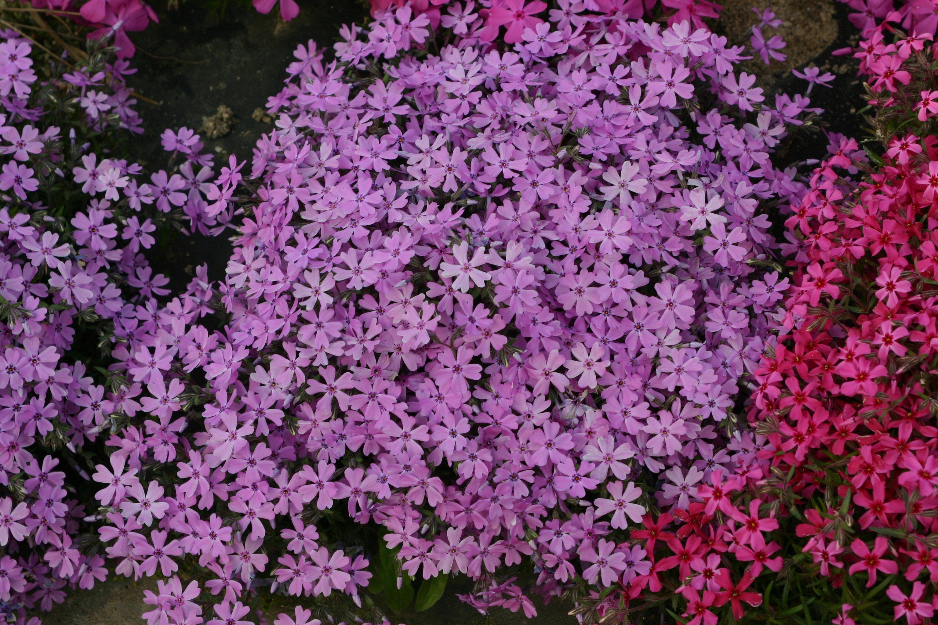 Phlox nivali